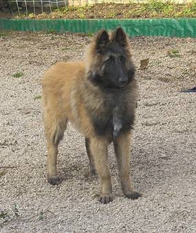 mongomonyrlon20141121.500